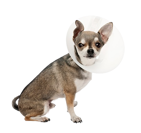 Caudle Veterinary Clinic