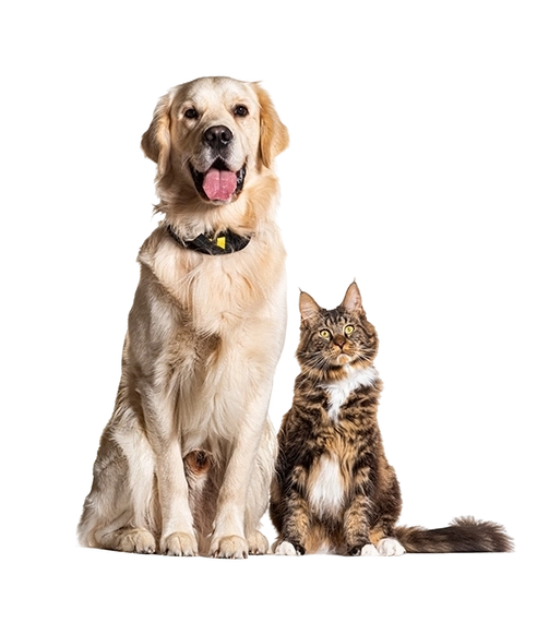 Caudle Veterinary Clinic